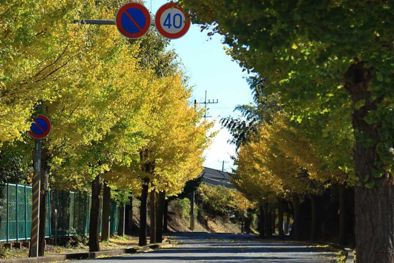秋の並木道の写真素材