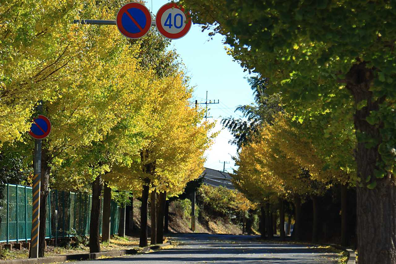 秋の並木道の写真素材