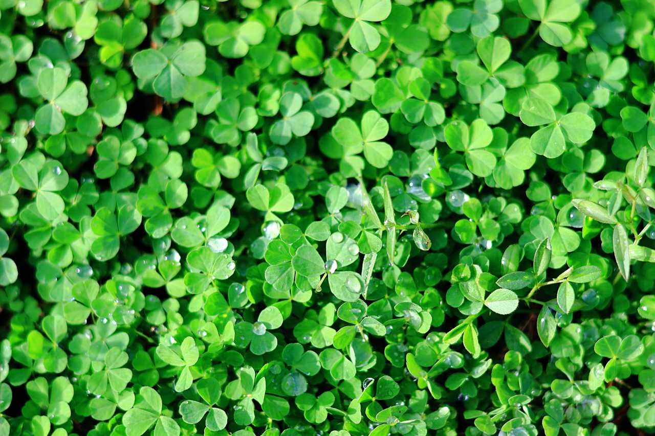 クローバーフィールドの写真素材