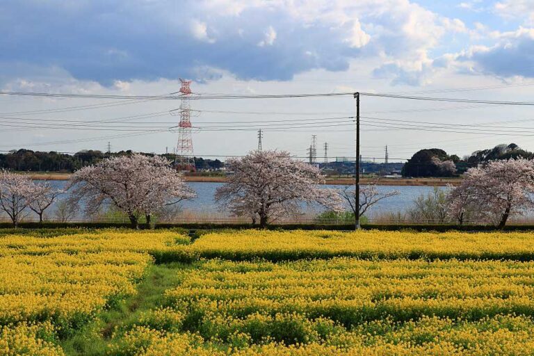 日本の春の写真素材