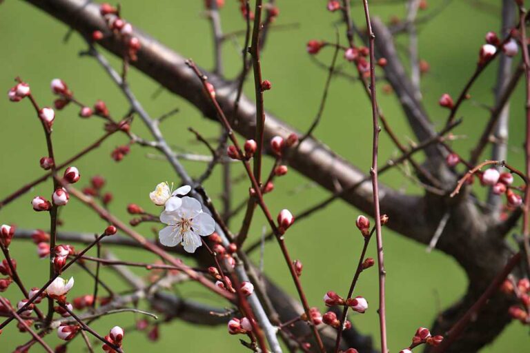 開花のお便り観梅の写真素材