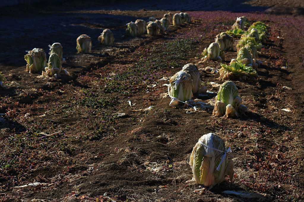 地植えレタス畑の写真素材