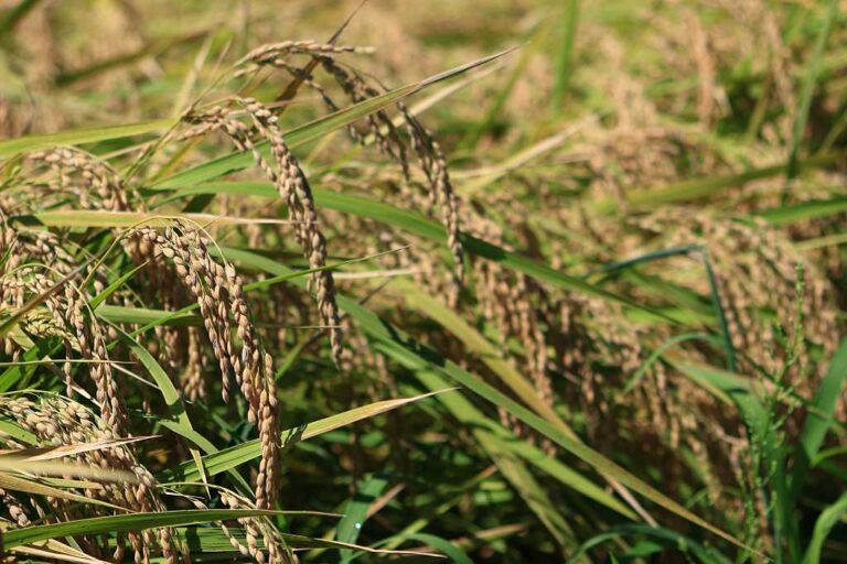 しだれる稲穂の写真素材