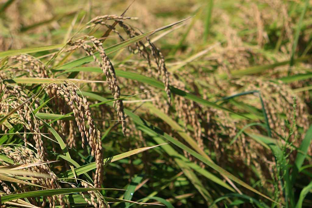 しだれる稲穂の写真素材