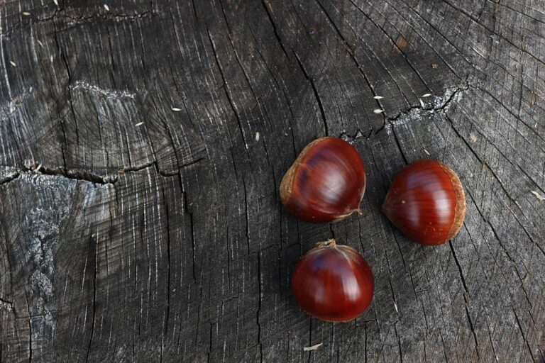 栗拾いの写真素材