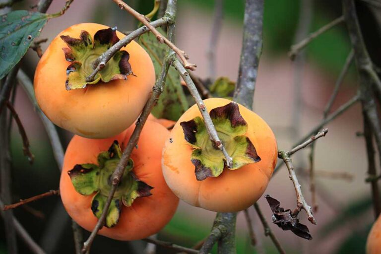 柿の実りの写真素材