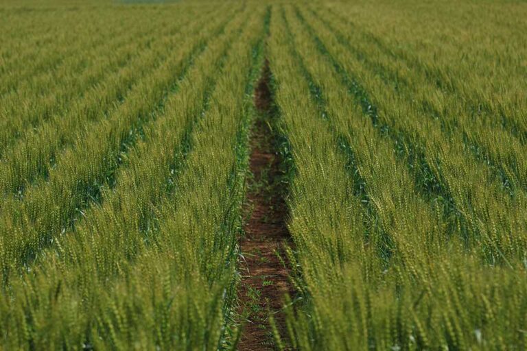 グリーンストライプの写真素材