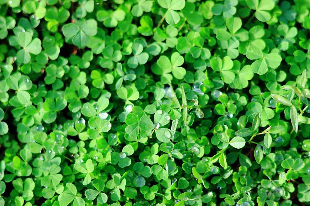 クローバーフィールドの写真素材