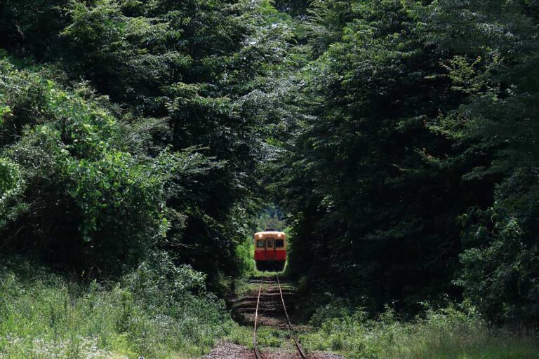 小湊鐵道を包む森林の写真素材