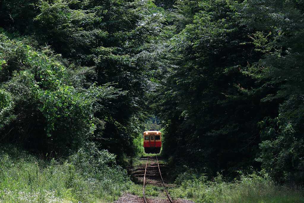 小湊鐵道を包む森林の写真素材