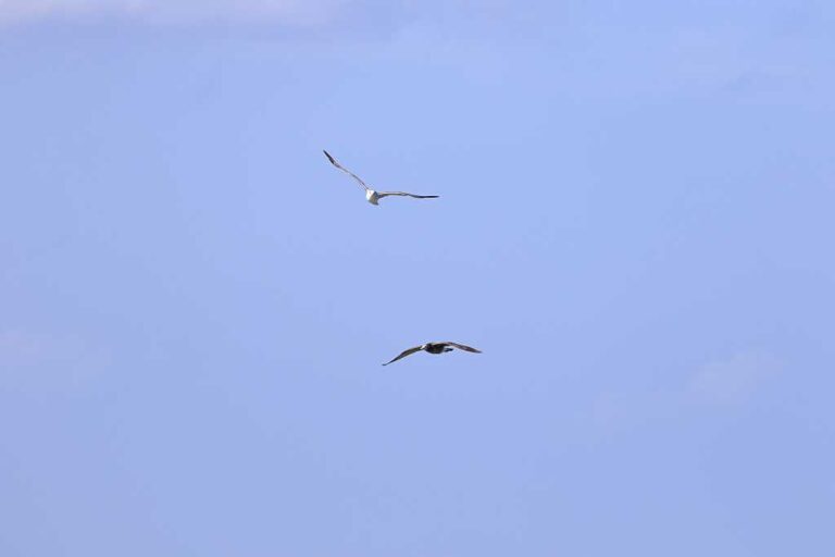 野鳥と空の写真素材